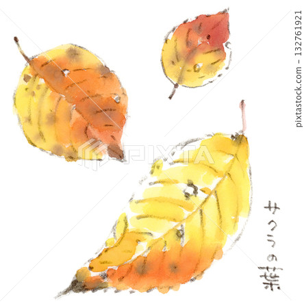 秋季植物水彩插畫，落下的櫻花葉 132761921