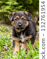 Cute Black and Tan German Shepherd Puppy Standing Outdoors in Grass 132761954