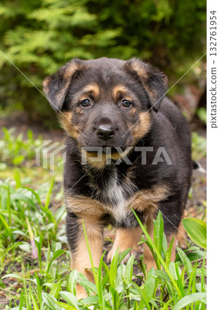 Cute Black and Tan German Shepherd Puppy Standing Outdoors in Grass Cute Black and Tan German Shepherd Puppy Standing Outdoors in Grass 132761954