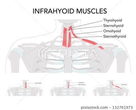 Set of Neck infrahyoid muscle chart, sternohyoid, sternothyroid, thyrohyoid, omohyoid, strap muscles, labeled anatomy, Set of Neck infrahyoid muscle chart, sternohyoid, sternothyroid, thyrohyoid, omohyoid, strap muscles, labeled anatomy, 132761973