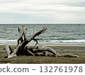 埋在海岸邊的浮木 埋在海岸邊的浮木 132761978