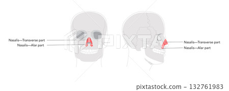 Nasalis transverse alar part - Nasal muscle section compressing nostrils, depicted detailed labeled chart key in nasal Nasalis transverse alar part - Nasal muscle section compressing nostrils, depicted detailed labeled chart key in nasal 132761983