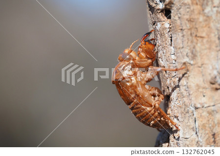 Winter cicada shell 132762045