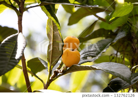 枇杷的果實 132762126