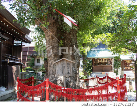 三輪神社的姻緣樹 132762127