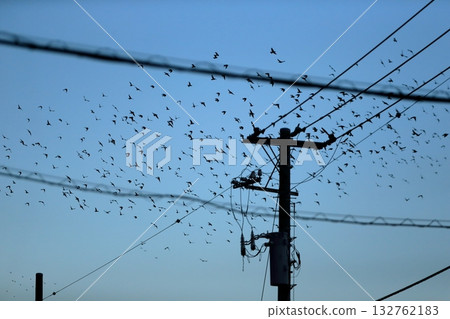 Flock of birds (starlings) Flock of birds (starlings) 132762183