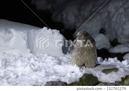 一隻毛腿漁鴞在白雪皚皚的河面上捕魚前，眺望著遠方的雪景。 132762279
