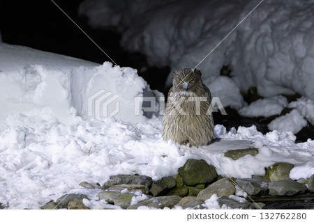 一隻斑點貓頭鷹正準備在一條被雪覆蓋的河裡捕魚。 一隻斑點貓頭鷹正準備在一條被雪覆蓋的河裡捕魚。 132762280