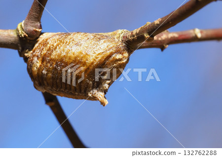 Bell-bellied praying mantis eggs Bell-bellied praying mantis eggs 132762288