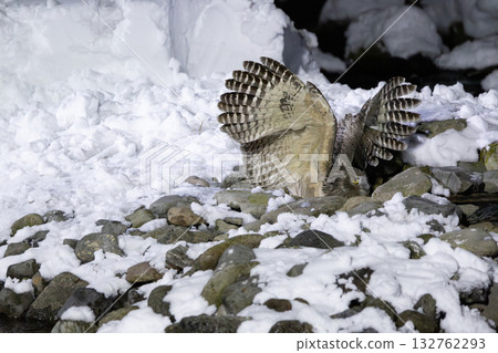 一隻毛腿漁鴞躍入積雪覆蓋的河水中捕魚的瞬間 一隻毛腿漁鴞躍入積雪覆蓋的河水中捕魚的瞬間 132762293