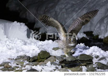 一隻毛腿漁鴞從積雪覆蓋的河水中飛出捕魚的瞬間 132762295
