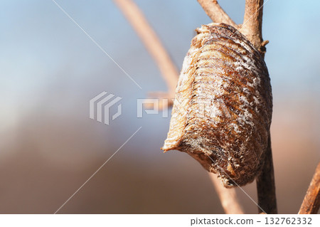 Praying mantis eggs Praying mantis eggs 132762332