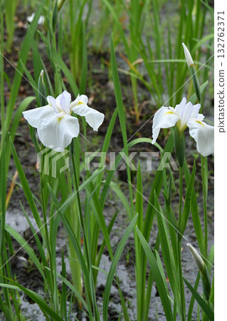 Arima River and Iris Arima River and Iris 132762371