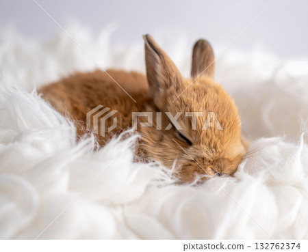 Sleeping baby rabbit 132762374