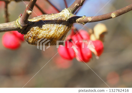 Eggs of a praying mantis laid on a branch of a Japanese yew tree 132762416