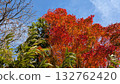 Blue sky and autumn leaves 132762420