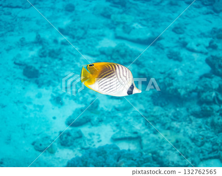 Threadfin butterflyfish. Beautiful coral reefs and schools of tropical fish. Amuro Island, Kerama Islands, Shimajiri District, Okinawa Prefecture, Zamami Island - 2025 132762565
