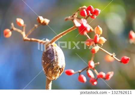 Eggs of a praying mantis laid on a Viburnum branch Eggs of a praying mantis laid on a Viburnum branch 132762611