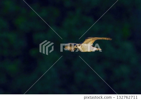 Goshawk flying calmly while bathing in the west sun Goshawk flying calmly while bathing in the west sun 132762711