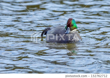 Falcated duck male swimming leisurely on the blue water surface 132762712