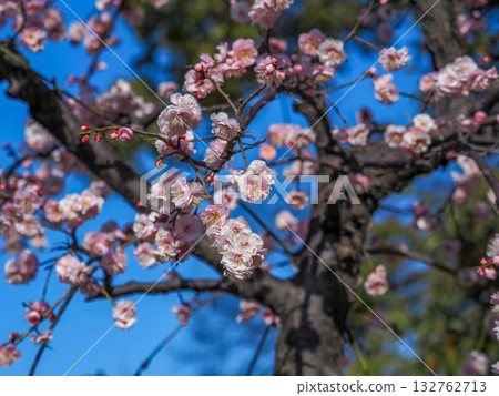 Pale pink plum blossoms in full bloom against a blue sky Pale pink plum blossoms in full bloom against a blue sky 132762713