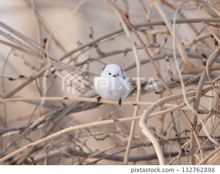一隻長尾山雀面向前方，棲息在公園冬日的紫藤花架上。 132762898