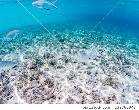 A half-surface shot of a school of small trevally. Beautiful coral reefs and schools of tropical fish. Kabi Island, Zamami Island, Kerama Islands, Shimajiri District, Okinawa Prefecture 132762948