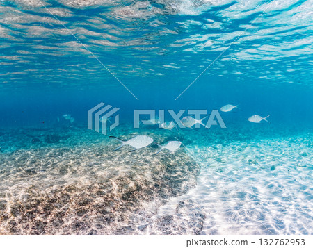 A half-surface shot of a school of small trevally. Beautiful coral reefs and schools of tropical fish. Kabi Island, Zamami Island, Kerama Islands, Shimajiri District, Okinawa Prefecture A half-surface shot of a school of small trevally. Beautiful coral reefs and schools of tropical fish. Kabi Island, Zamami Island, Kerama Islands, Shimajiri District, Okinawa Prefecture 132762953