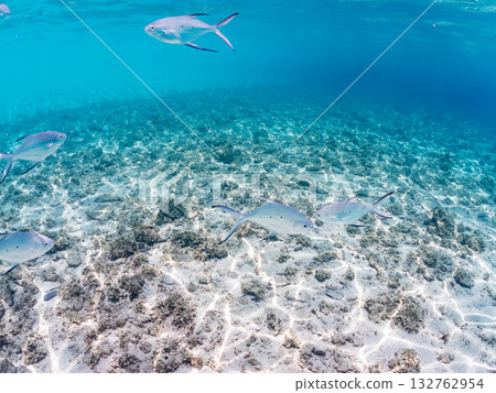 A half-surface shot of a school of small trevally. Beautiful coral reefs and schools of tropical fish. Kabi Island, Zamami Island, Kerama Islands, Shimajiri District, Okinawa Prefecture A half-surface shot of a school of small trevally. Beautiful coral reefs and schools of tropical fish. Kabi Island, Zamami Island, Kerama Islands, Shimajiri District, Okinawa Prefecture 132762954
