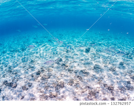 一群小鰺魚的半水面照片。美麗的珊瑚礁和成群的熱帶魚。沖繩縣島尻郡慶良間群島座間味島卡比島 132762957