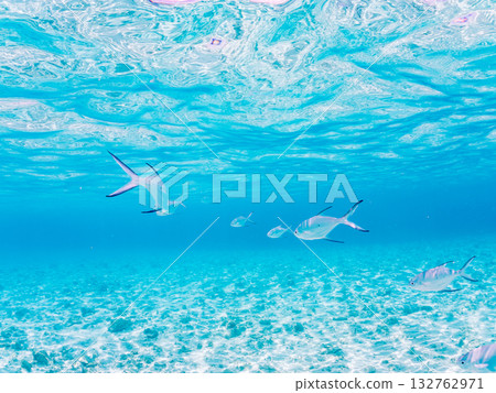 A half-surface shot of a school of small trevally. Beautiful coral reefs and schools of tropical fish. Kabi Island, Zamami Island, Kerama Islands, Shimajiri District, Okinawa Prefecture 132762971