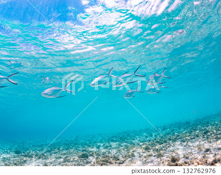 A half-surface shot of a school of small trevally. Beautiful coral reefs and schools of tropical fish. Kabi Island, Zamami Island, Kerama Islands, Shimajiri District, Okinawa Prefecture 132762976