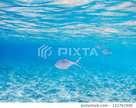 A half-surface shot of a school of small trevally. Beautiful coral reefs and schools of tropical fish. Kabi Island, Zamami Island, Kerama Islands, Shimajiri District, Okinawa Prefecture 132762986