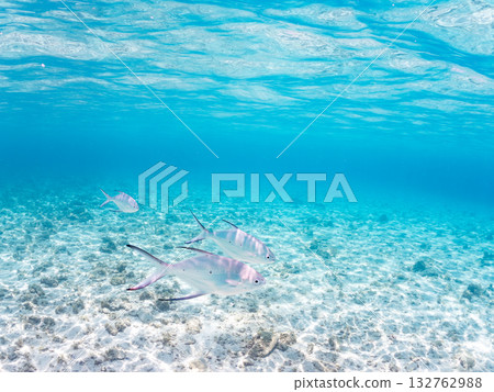 A half-surface shot of a school of small trevally. Beautiful coral reefs and schools of tropical fish. Kabi Island, Zamami Island, Kerama Islands, Shimajiri District, Okinawa Prefecture A half-surface shot of a school of small trevally. Beautiful coral reefs and schools of tropical fish. Kabi Island, Zamami Island, Kerama Islands, Shimajiri District, Okinawa Prefecture 132762988