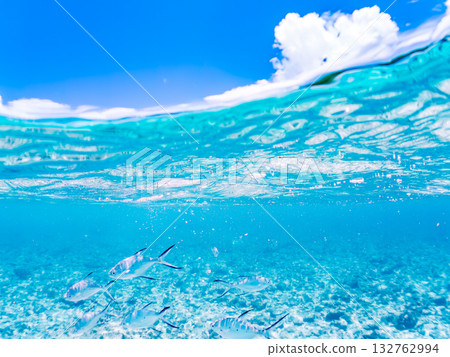 A half-surface shot of a school of small trevally. Beautiful coral reefs and schools of tropical fish. Kabi Island, Zamami Island, Kerama Islands, Shimajiri District, Okinawa Prefecture 132762994