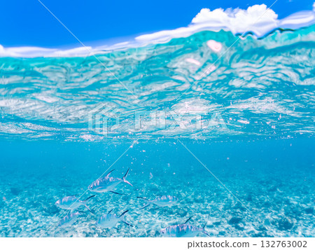 A half-surface shot of a school of small trevally. Beautiful coral reefs and schools of tropical fish. Kabi Island, Zamami Island, Kerama Islands, Shimajiri District, Okinawa Prefecture A half-surface shot of a school of small trevally. Beautiful coral reefs and schools of tropical fish. Kabi Island, Zamami Island, Kerama Islands, Shimajiri District, Okinawa Prefecture 132763002