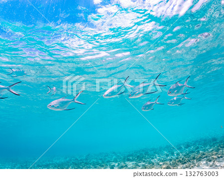 A half-surface shot of a school of small trevally. Beautiful coral reefs and schools of tropical fish. Kabi Island, Zamami Island, Kerama Islands, Shimajiri District, Okinawa Prefecture A half-surface shot of a school of small trevally. Beautiful coral reefs and schools of tropical fish. Kabi Island, Zamami Island, Kerama Islands, Shimajiri District, Okinawa Prefecture 132763003