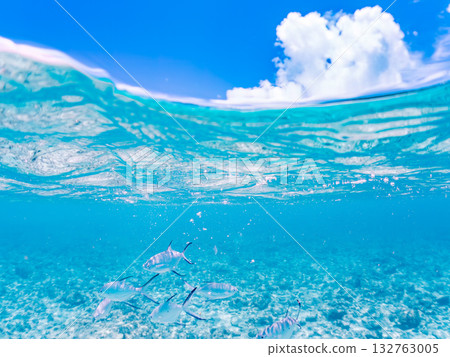A half-surface shot of a school of small trevally. Beautiful coral reefs and schools of tropical fish. Kabi Island, Zamami Island, Kerama Islands, Shimajiri District, Okinawa Prefecture 132763005