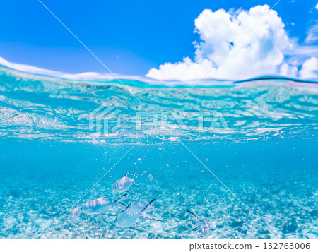A half-surface shot of a school of small trevally. Beautiful coral reefs and schools of tropical fish. Kabi Island, Zamami Island, Kerama Islands, Shimajiri District, Okinawa Prefecture 132763006
