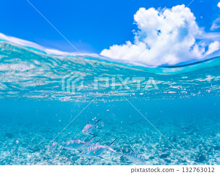 A half-surface shot of a school of small trevally. Beautiful coral reefs and schools of tropical fish. Kabi Island, Zamami Island, Kerama Islands, Shimajiri District, Okinawa Prefecture 132763012
