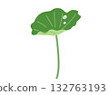 Illustration of lotus leaves and water drops Illustration of lotus leaves and water drops 132763193