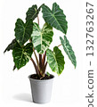 Alocasia variegated in the tree pot 132763267