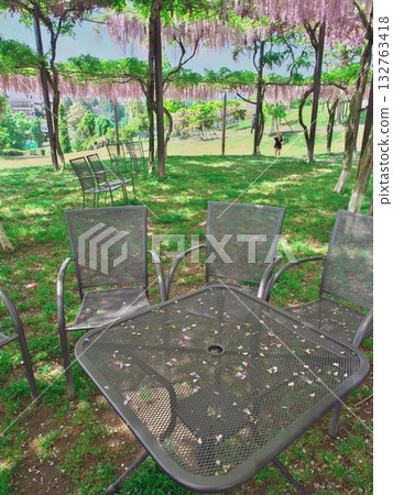 Tsu City, Kazahaya Village, Wisteria Flowers on a Table and Chairs Tsu City, Kazahaya Village, Wisteria Flowers on a Table and Chairs 132763418