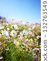 Cosmos and blue sky in autumn 132763549