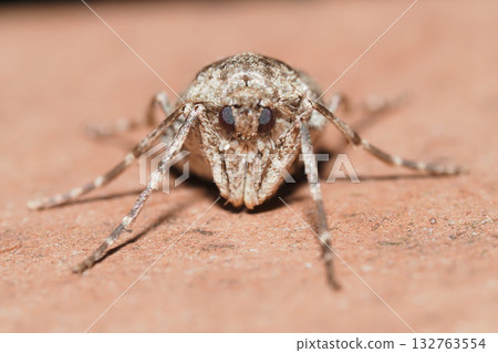 蝴蝶的一種（雌性/成年） 132763554