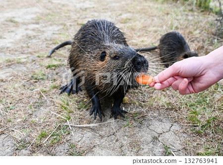Adult nutria Myocastor coypus eating a carrot from a human hand while the young nutria is visible in the background on dry ground outdoors. Adult nutria Myocastor coypus eating a carrot from a human hand while the young nutria is visible in the background on dry ground outdoors. 132763941