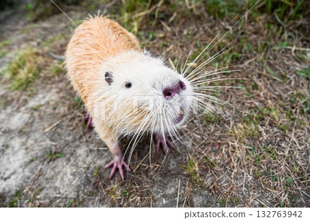 Front portrait of a light brown nutria or coypu Myocastor coypus with long white whiskers and soft fur sitting on dry land in natural daylight. 132763942