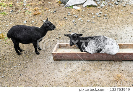 Two goats on a farm, one black goat lies inside a wooden feeder while another black goat stands nearby and looks at it. Rural animal scene in daylight. Two goats on a farm, one black goat lies inside a wooden feeder while another black goat stands nearby and looks at it. Rural animal scene in daylight. 132763949