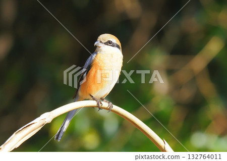 Mos (male) 132764011