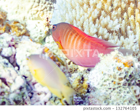 一條美麗的紅鱸魚。美麗的珊瑚礁和成群的熱帶魚。安室島，慶良間群島，島尻郡，沖繩縣，座間味島 - 2025 132764105